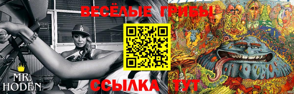 Псилоцибиновые грибы Psilocybe Новотроицк