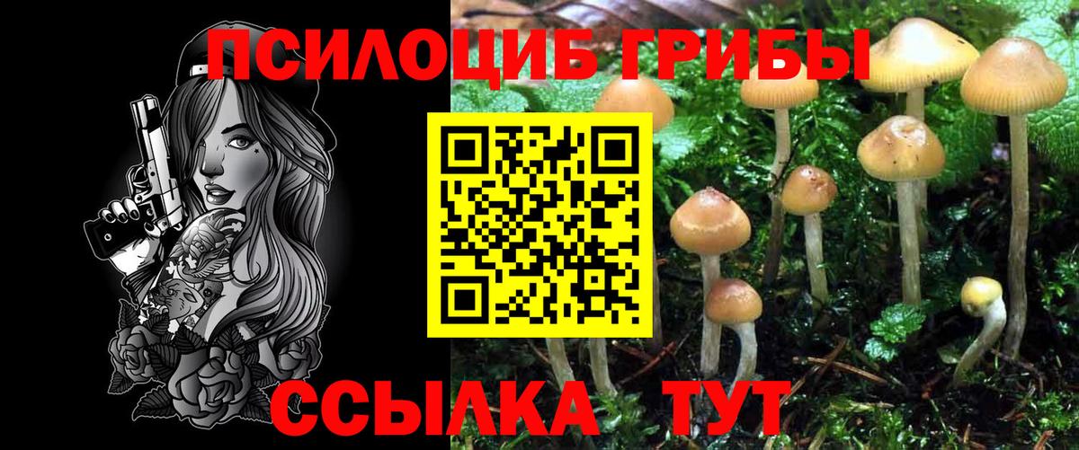 продажа наркотиков  Галлюциногенные грибы Psilocybe  Вход с VPN  Галлюциногенные грибы Cubensis  Новотроицк 